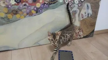 もね 様のお迎えした子猫