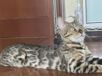 はみやん 様のお迎えした子猫