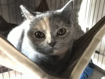 あお 様のお迎えした子猫