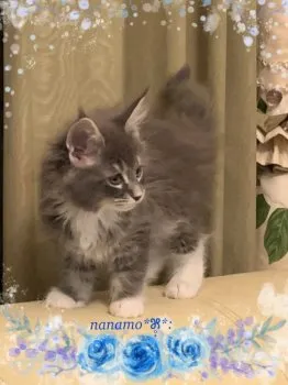 シャンファ 様のお迎えした子猫
