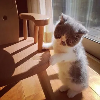 seven 様のお迎えした子猫