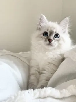 ダッチェス 様のお迎えした子猫