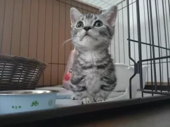 ツノつき 様のお迎えした子猫