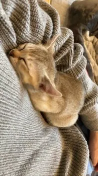 うら 様のお迎えした子猫