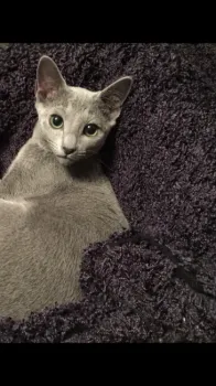 Lime 様のお迎えした子猫