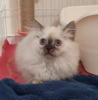 T.T 様のお迎えした子猫