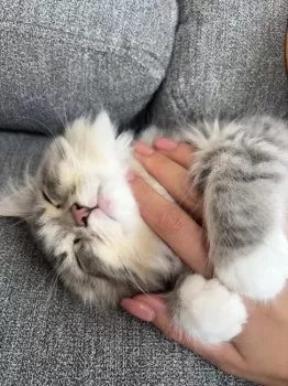 ほし 様のお迎えした子猫