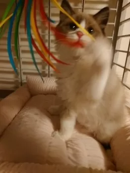 ねこちゃん♡ 様のお迎えした子猫