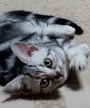 イヅイヅ 様のお迎えした子猫