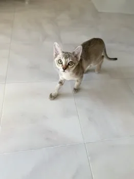 ikucham 様のお迎えした子猫