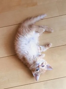 ちゃちゃ丸 様のお迎えした子猫