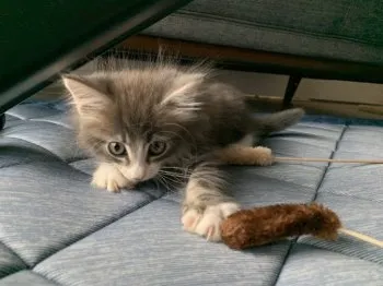 なな 様のお迎えした子猫