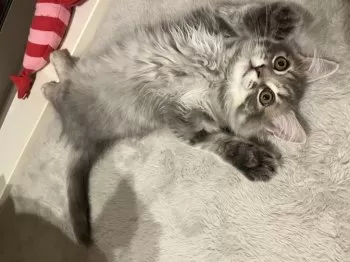 m 様のお迎えした子猫