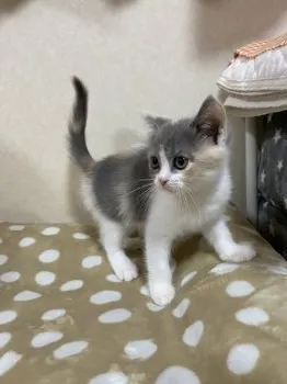 こはる 様のお迎えした子猫