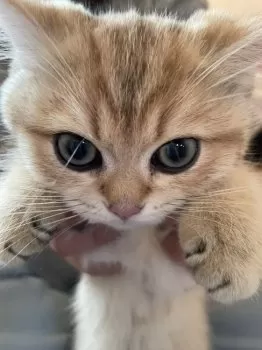 momo 様のお迎えした子猫