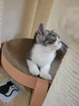 ブチ 様のお迎えした子猫