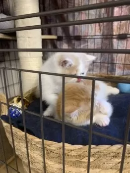 あきな 様のお迎えした子猫