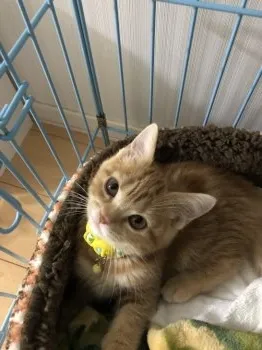 まとこ 様のお迎えした子猫