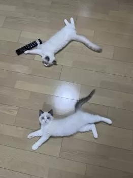 N.O 様のお迎えした子猫