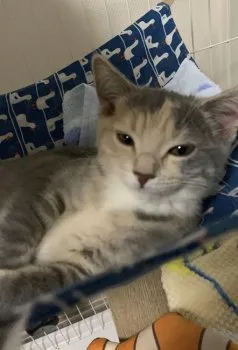 k 様のお迎えした子猫