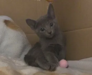 姫ママ 様のお迎えした子猫