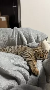 H.H 様のお迎えした子猫