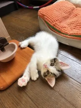 FLYING ACE 様のお迎えした子猫