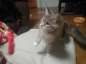 ブラウニー 様のお迎えした子猫