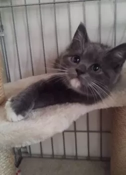 もも 様のお迎えした子猫