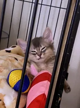 ふみ 様のお迎えした子猫