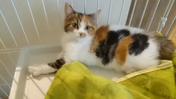 エルちゃんママ 様のお迎えした子猫