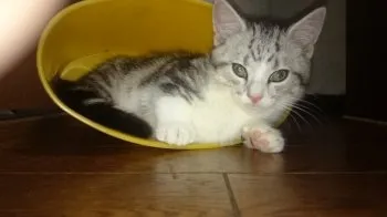 ゴッド 様のお迎えした子猫