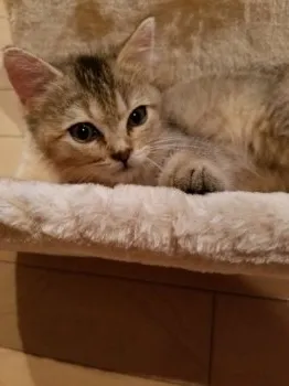 maropuri 様のお迎えした子猫