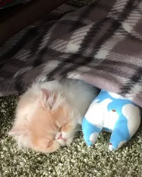 Kayoko 様のお迎えした子猫