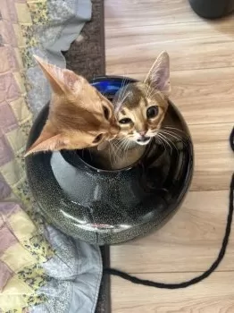 R.O 様のお迎えした子猫