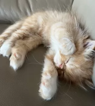 M.Y 様のお迎えした子猫