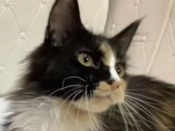 S.S 様のお迎えした子猫