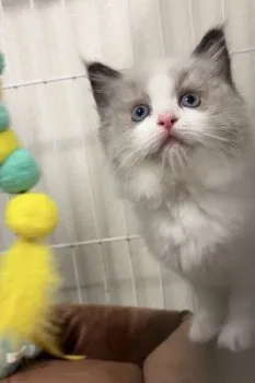 Y.O 様のお迎えした子猫