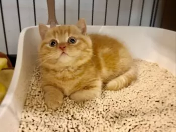 S.M 様のお迎えした子猫