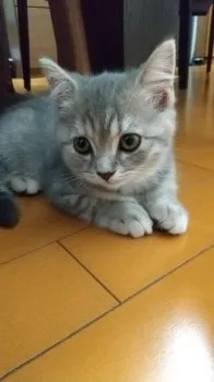さえ 様のお迎えした子猫