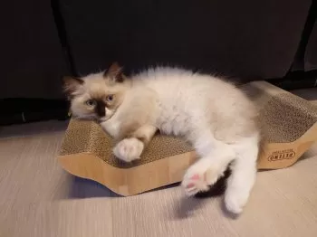 H.O 様のお迎えした子猫