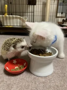 もんじろう 様のお迎えした子猫