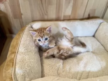 S 様のお迎えした子猫