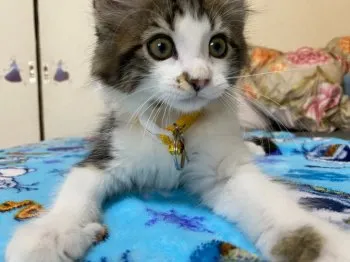 なーちゃん 様のお迎えした子猫