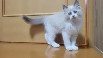 M 様のお迎えした子猫