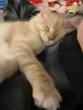 たねちゃんの家 様のお迎えした子猫