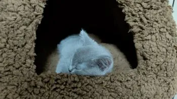 てと 様のお迎えした子猫