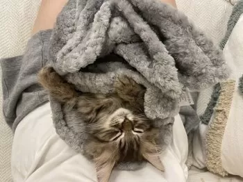 sonya 様のお迎えした子猫