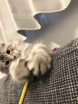 ちむ 様のお迎えした子猫