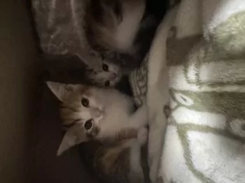 ひより 様のお迎えした子猫